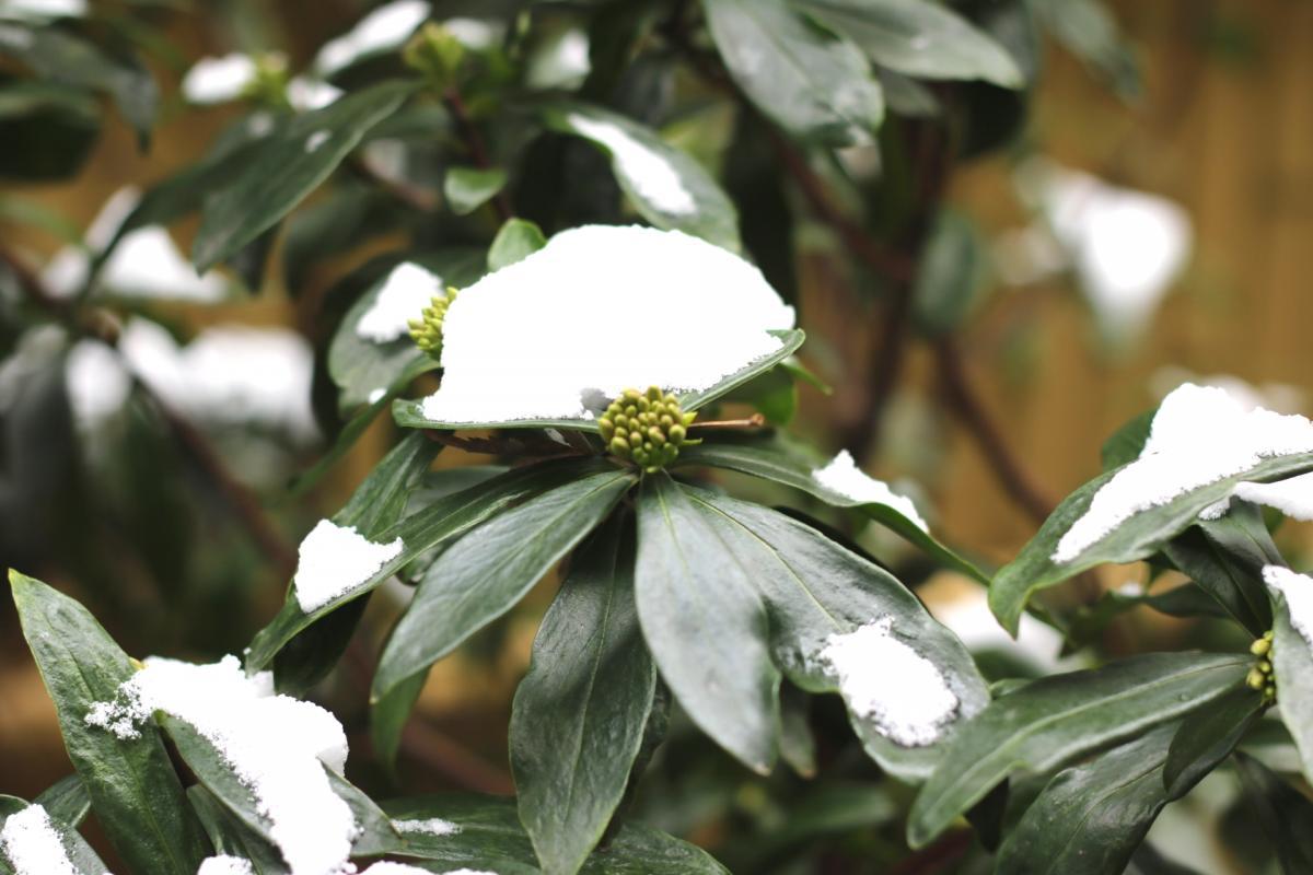 1月9日   中庭のお花